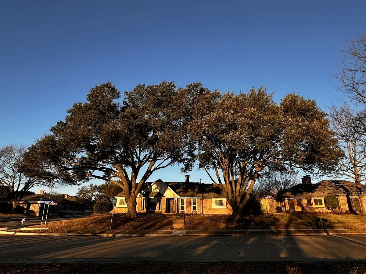 Established residential canopy tree shading a home in Clarkedale
